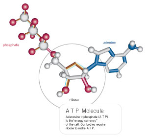 ATP mol